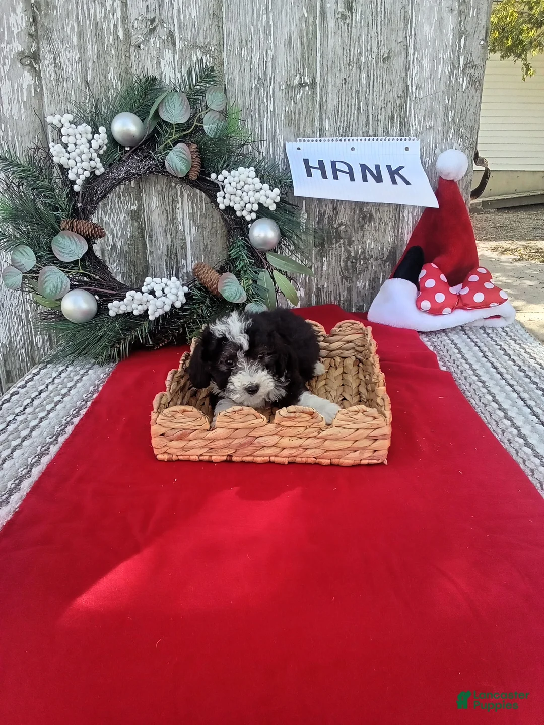 Bernedoodle dogs for sale: Bernedoodle 5 - Ad 2
