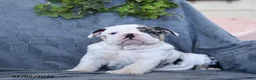English Bulldog dogs for sale: Queen   - Ad 4