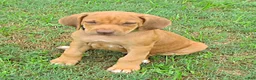 Rhodesian Ridgeback dogs for sale: Rhodesian Ridgeback 1 - Ad 3