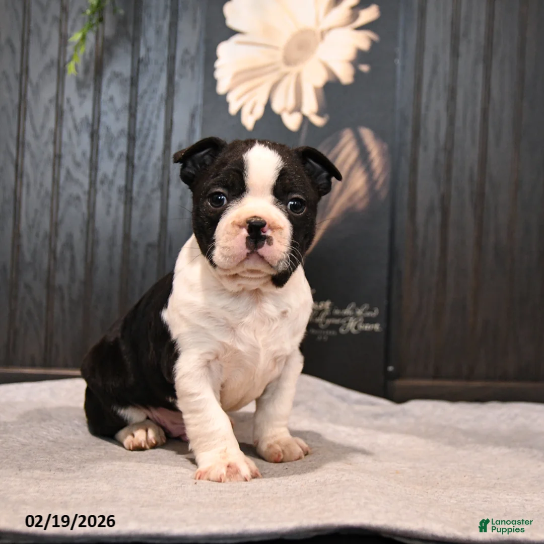 Boston Terrier dogs for sale: Pogo - Ad 4