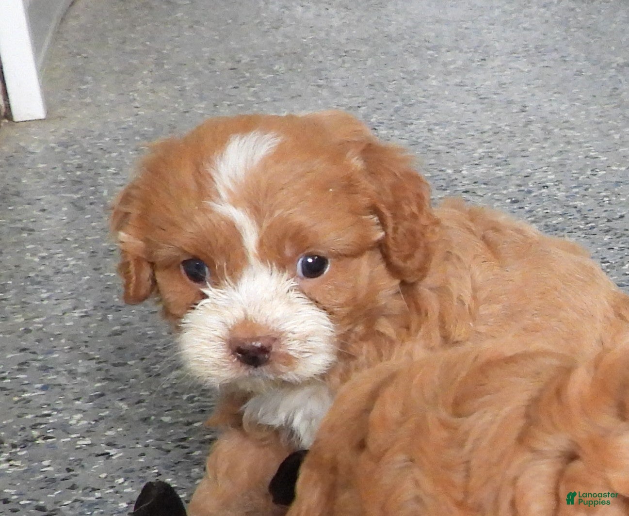Cavapoo dogs #3 Female of Tara - Ad 20