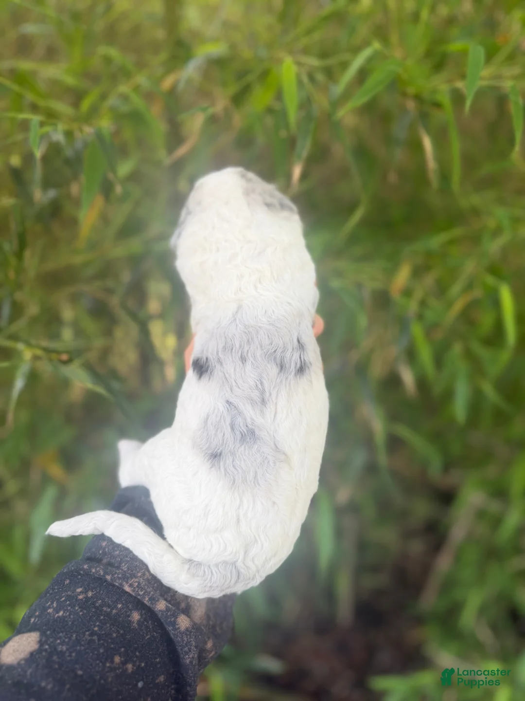 Aussiedoodle dogs for sale: Aussiedoodle Puppy 3 - Ad 2