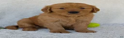 Golden Retriever dogs for sale: Brady - Ad 22