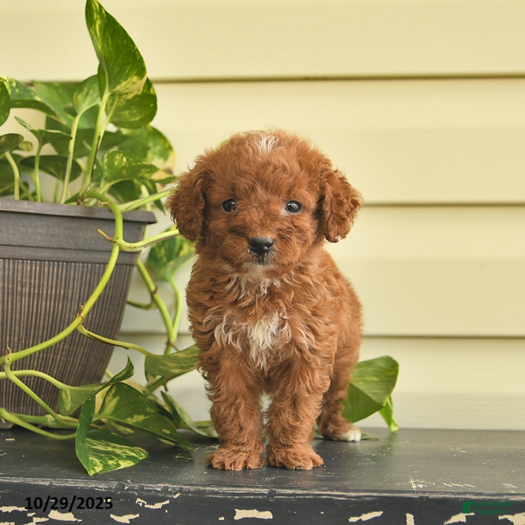 Miniature Poodle dogs for sale: Magnolia  - Ad 3