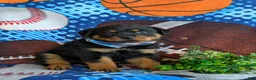 Rottweiler dogs for sale: Diesel - Ad 3