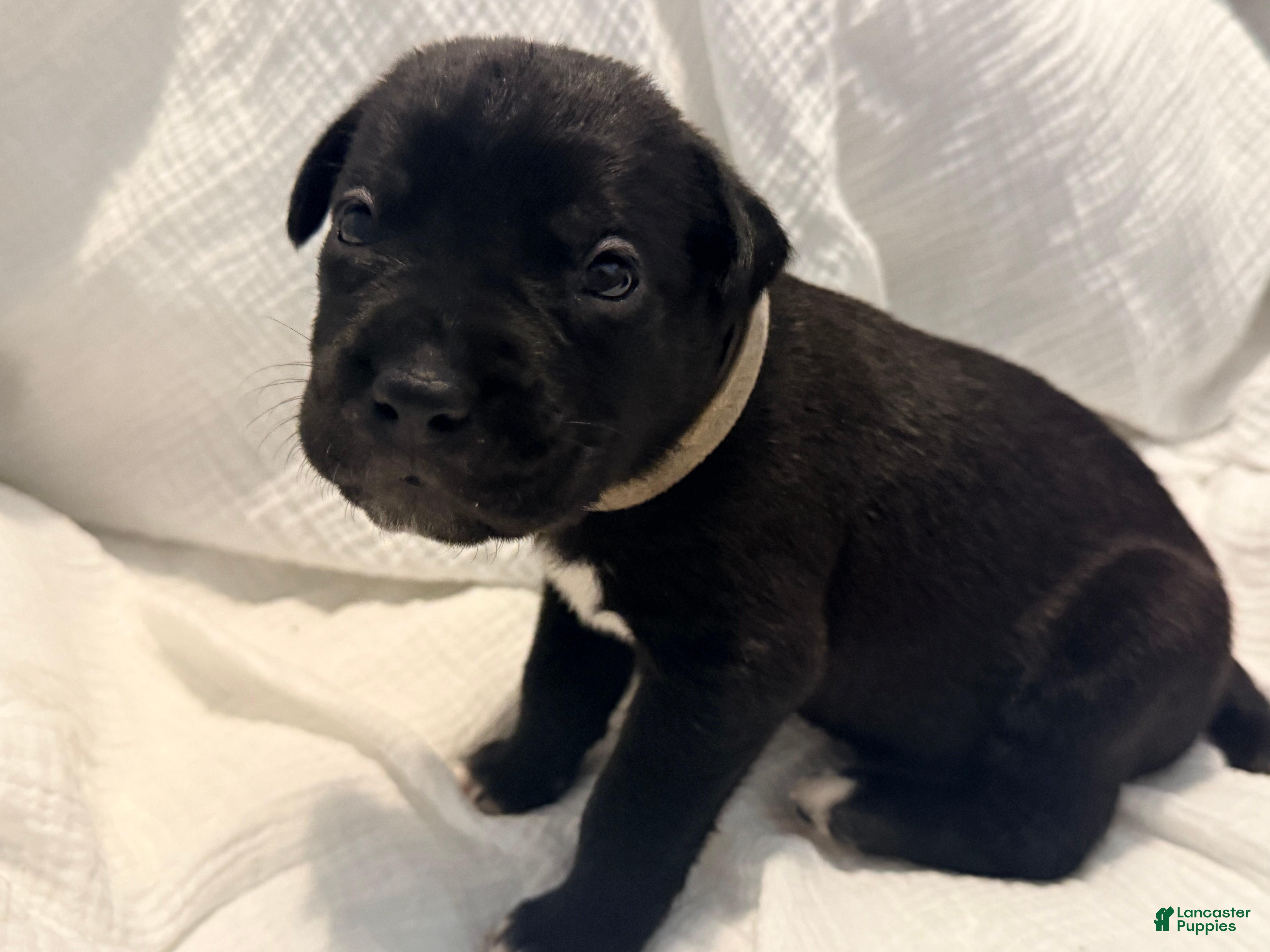 Cane Corso dogs Sam AKC grey collar - Ad 19
