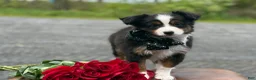 Toy Australian Shepherd dogs for sale: Tommy - Ad 4