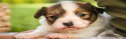 Papillon dogs for sale: Leon Papillon  - Ad 4