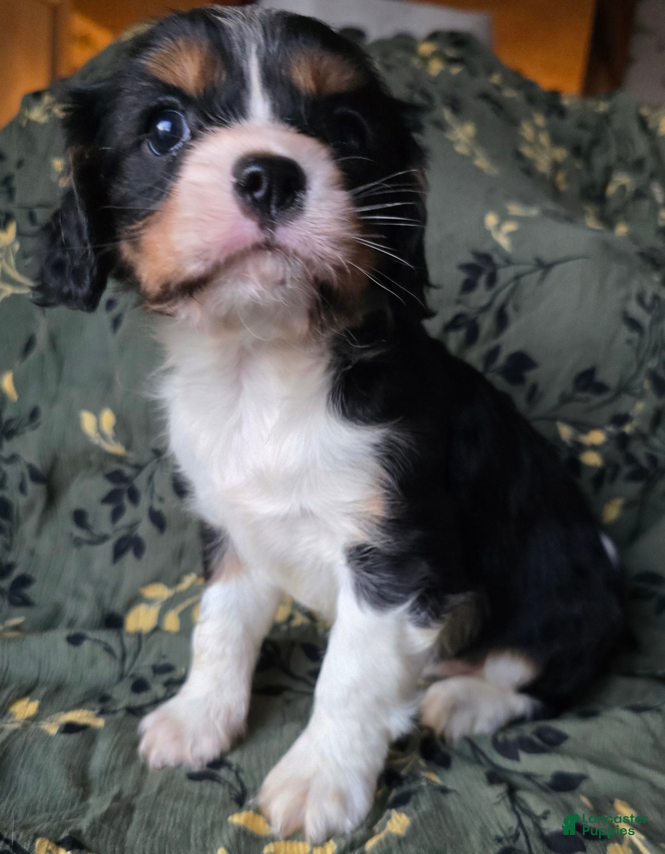Cavalier King Charles Spaniel dogs Elana - Ad 20