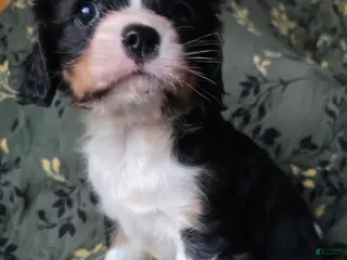 Cavalier King Charles Spaniel dogs Elana - Ad 20