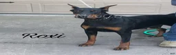 Doberman Pinscher dogs for sale: Doberman Pinscher Puppy 3 - Ad 3