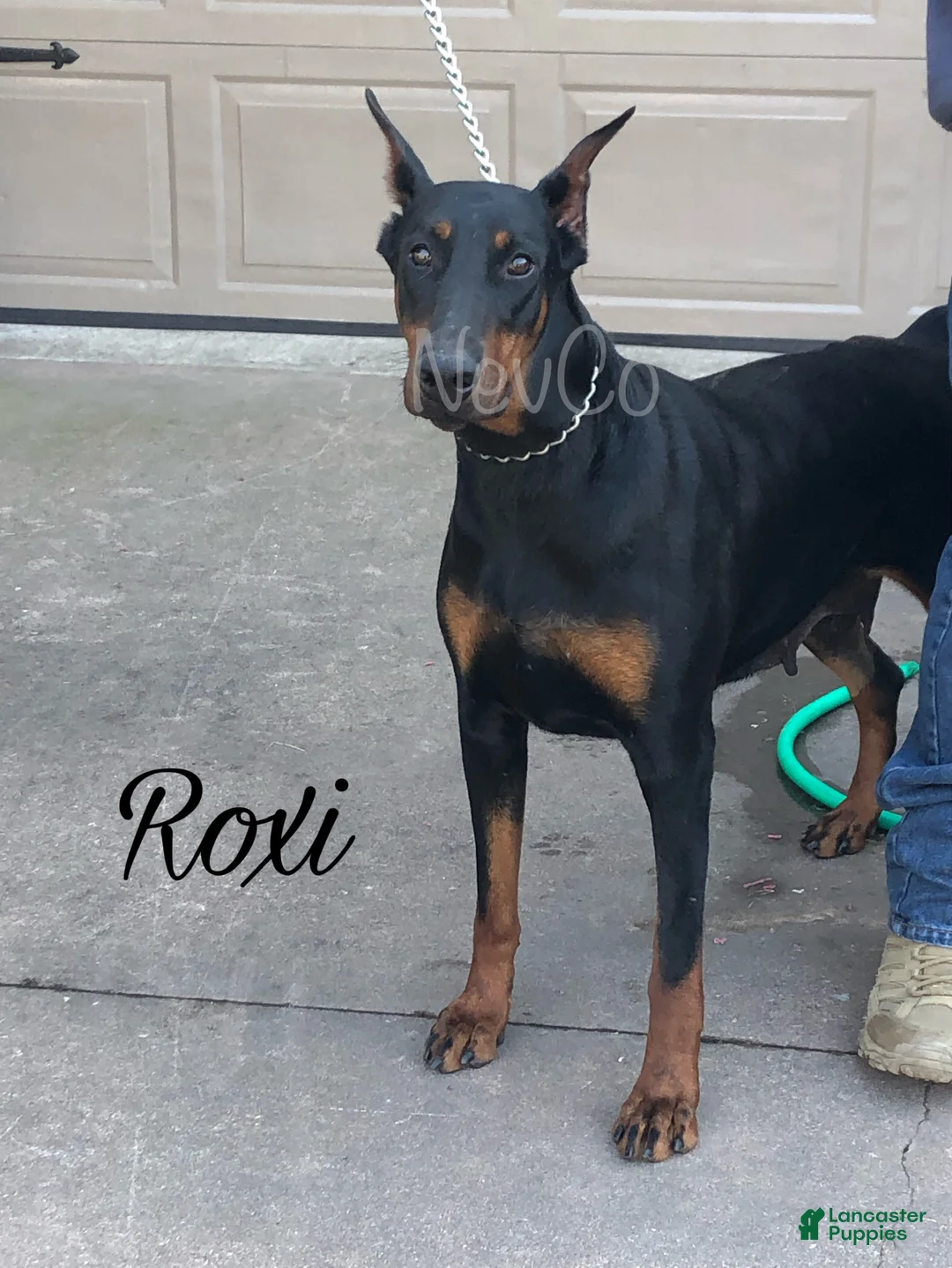Doberman Pinscher dogs for sale: Doberman Pinscher Puppy 3 - Ad 3