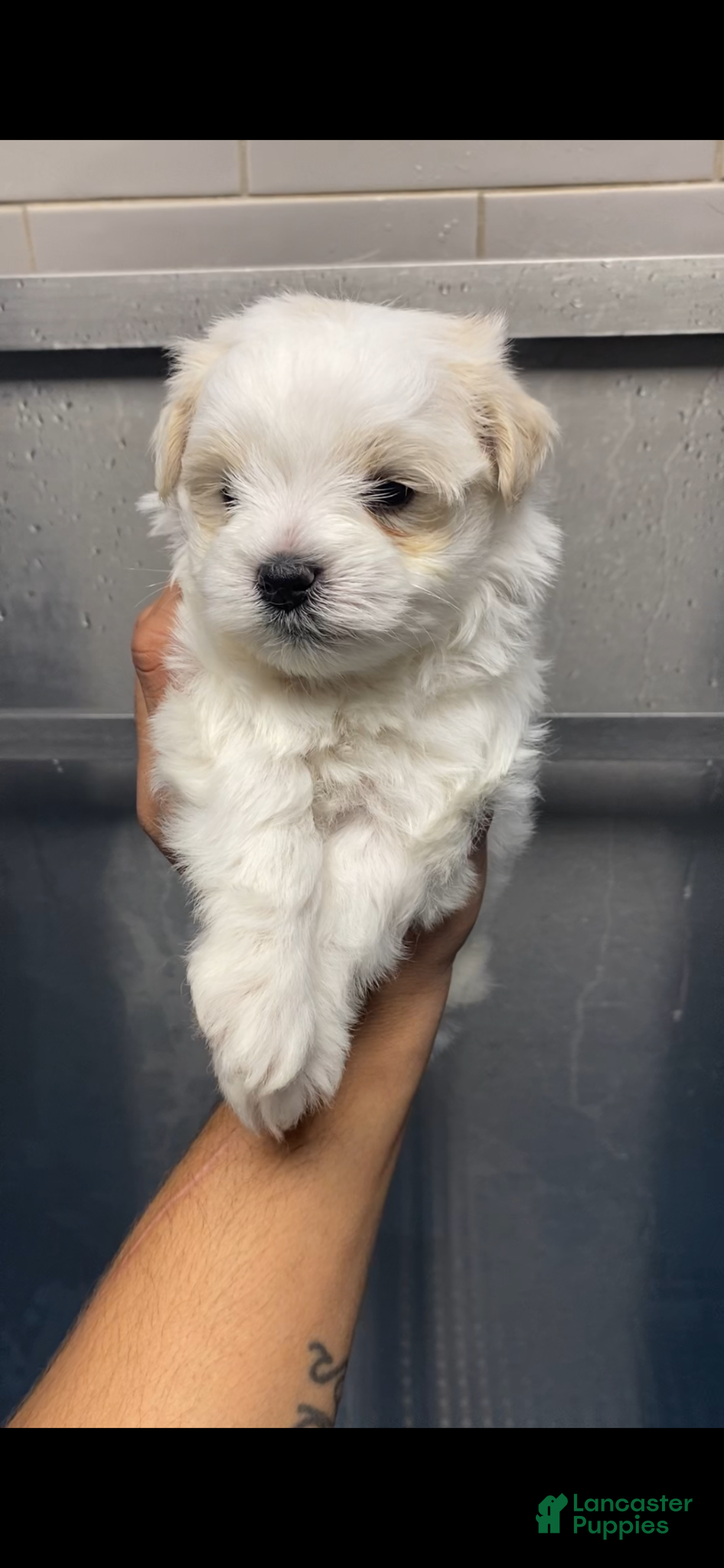 Miniature Schnauzer dogs Miniature Schnauzer Puppy 4 - Ad 5
