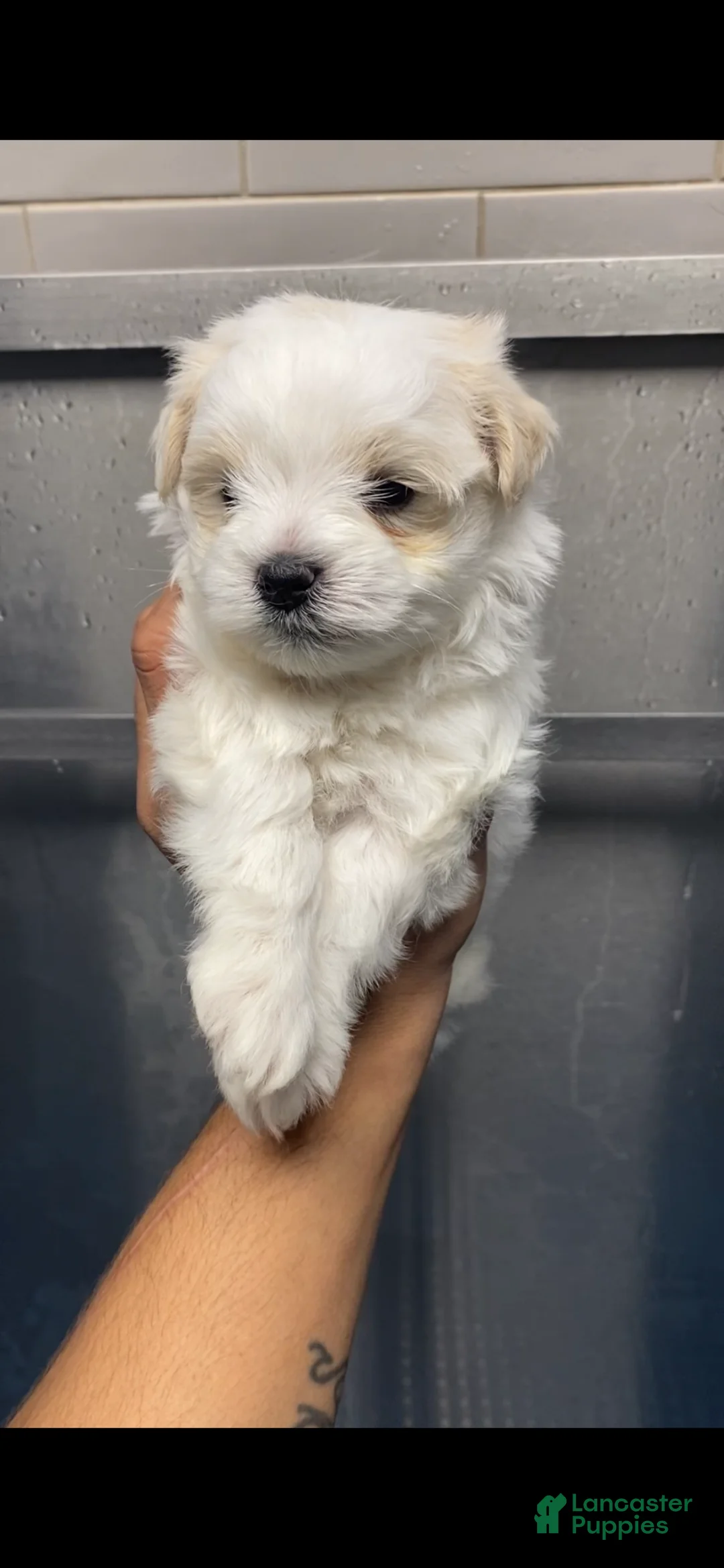 Miniature Schnauzer dogs for sale: Miniature Schnauzer Puppy 4 - Ad 1