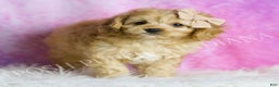 Cavapoo dogs for sale: Charlie - Ad 5