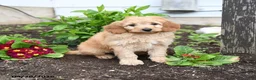 Mini Goldendoodle dogs for sale: Dusty  - Ad 3