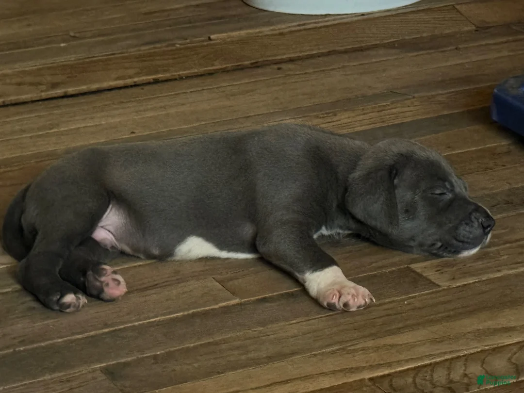 Mixed Breed dogs for sale: Baby 2 - Ad 1
