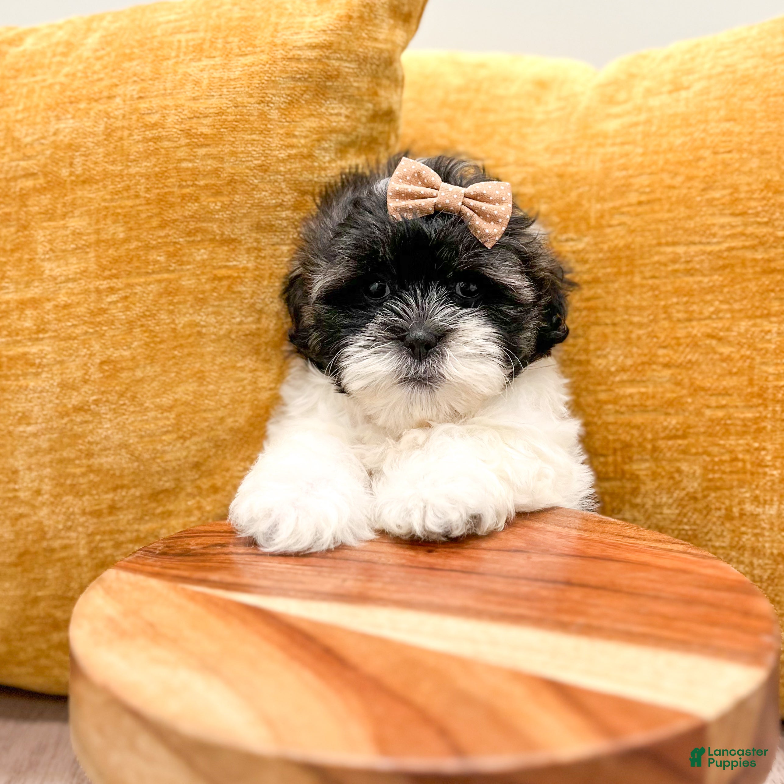 Shihpoo dogs Twinkle - Ad 2