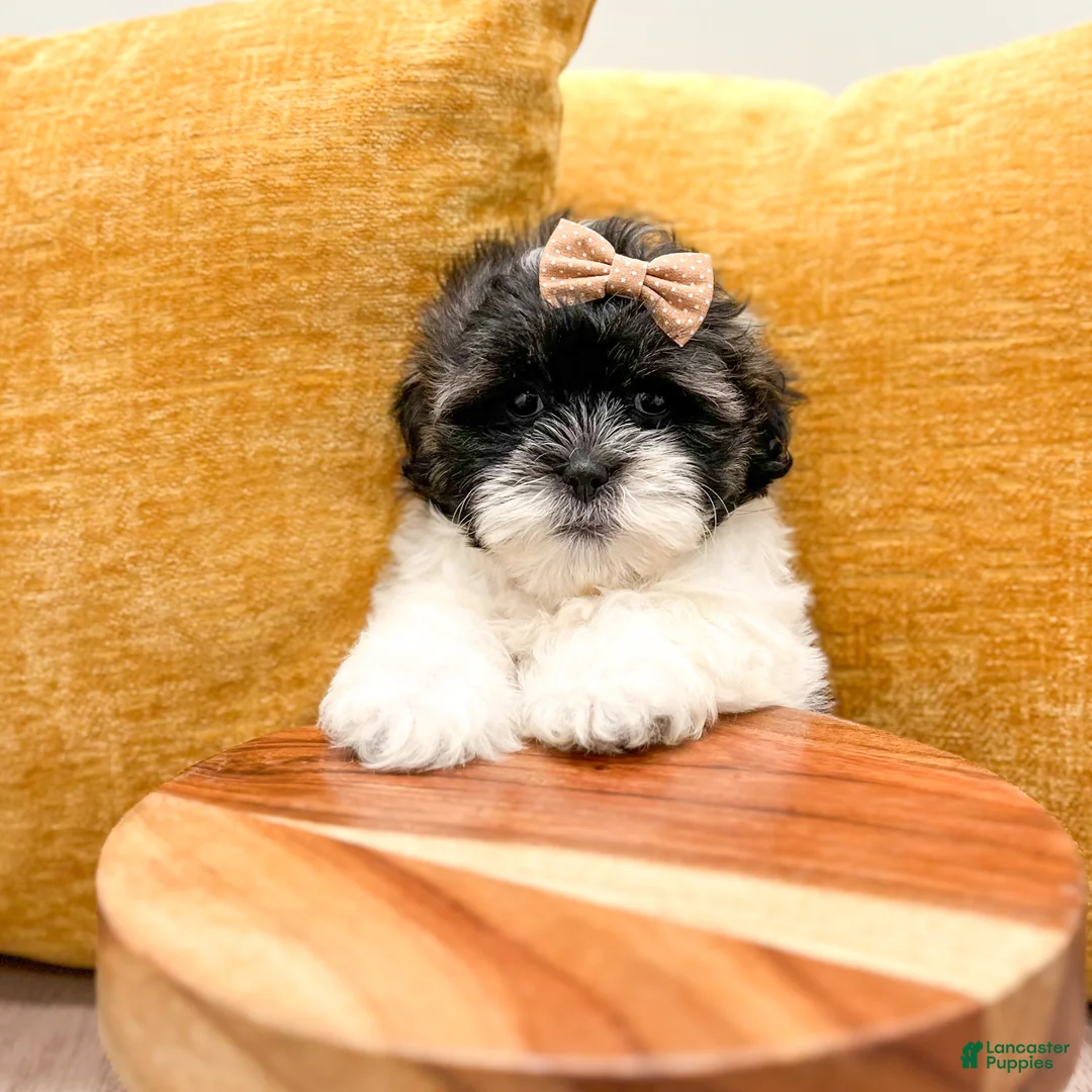 Shihpoo dogs for sale: Twinkle - Ad 2