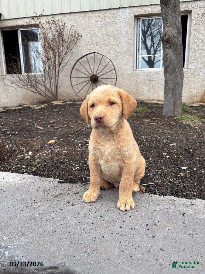 Labrador Retriever dogs Grant - Ad 2