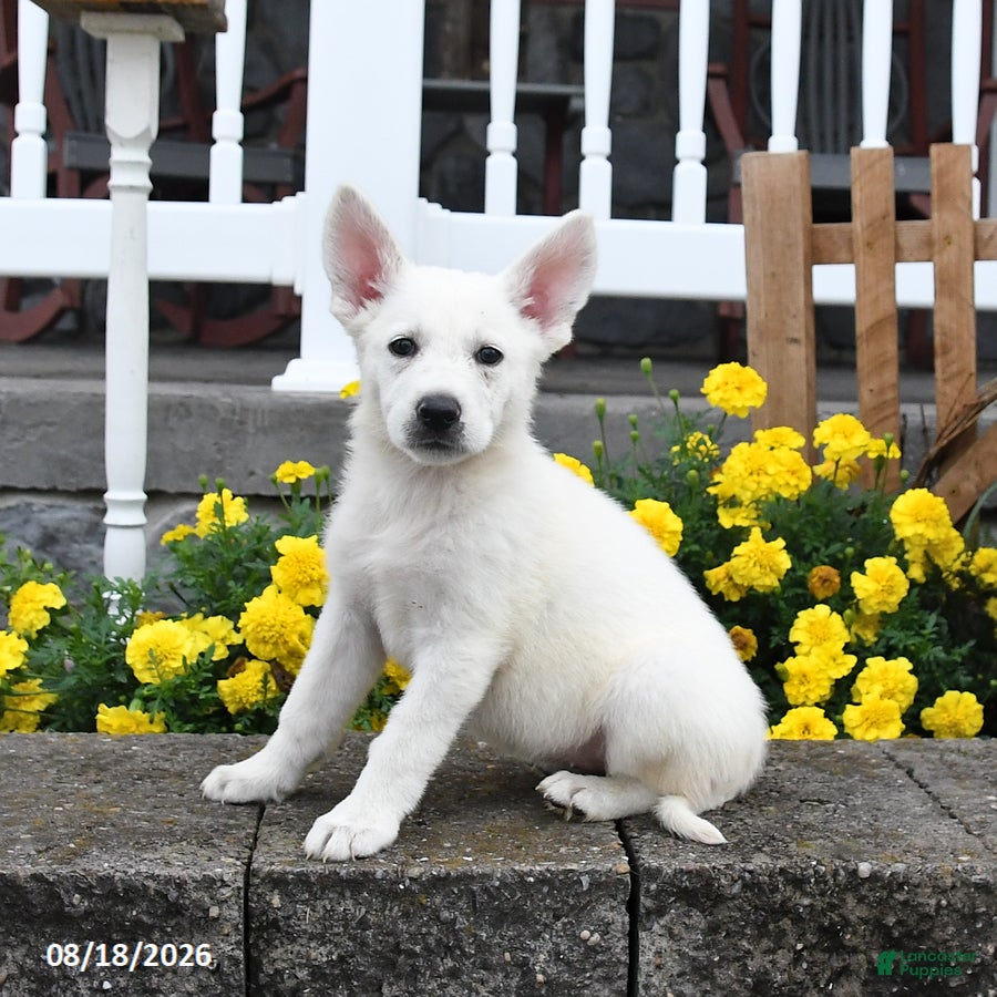 German Shepherd dogs Mandy - Ad 1