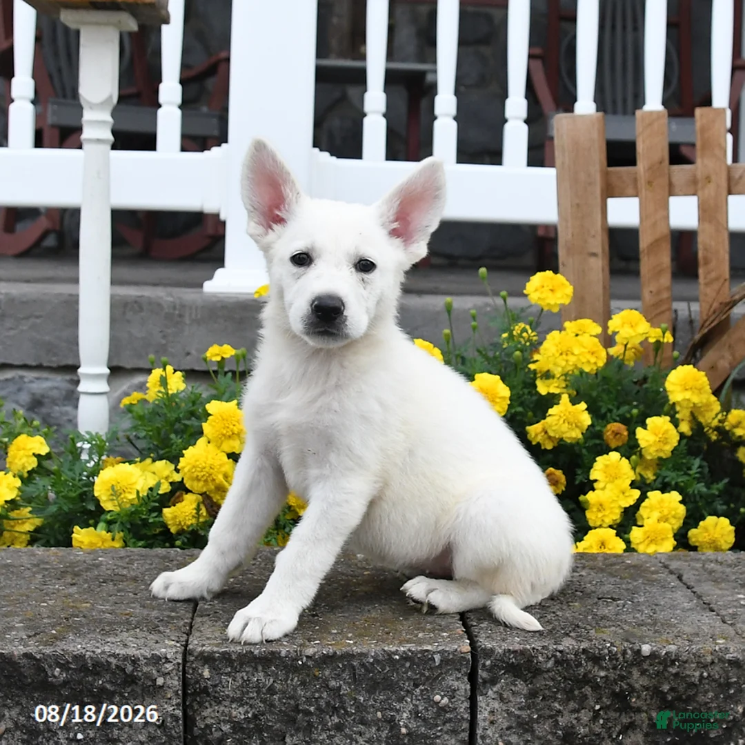 German Shepherd dogs for sale: Mandy - Ad 1