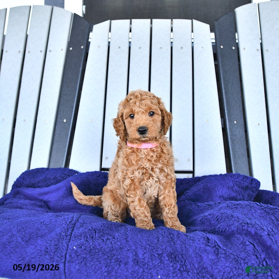 Mini Goldendoodle dogs Paisley - Ad 2