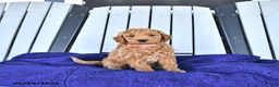 Mini Goldendoodle dogs for sale: Paisley - Ad 2
