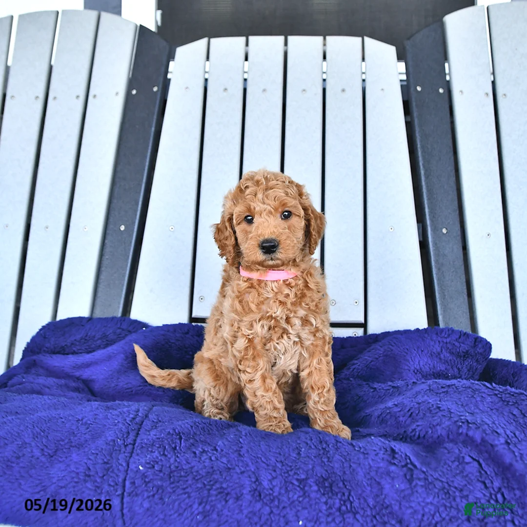 Mini Goldendoodle dogs for sale: Paisley - Ad 2