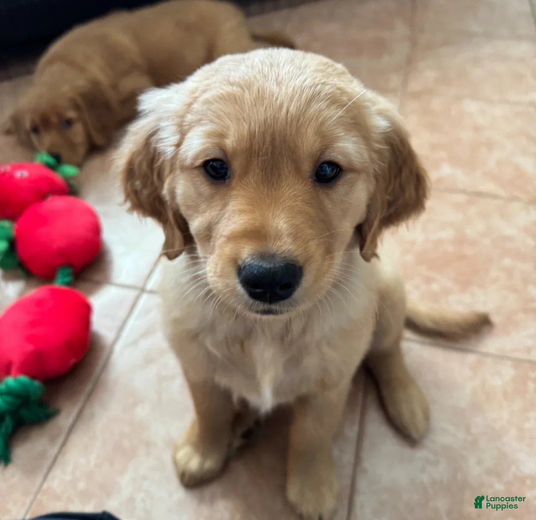 Golden Retriever dogs for sale: Ms. Purple - Ad 3
