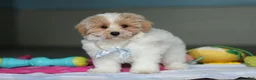 Mixed Breed dogs for sale: Harris - Ad 5