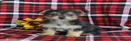 Morkie dogs for sale: Pepsi - Ad 1