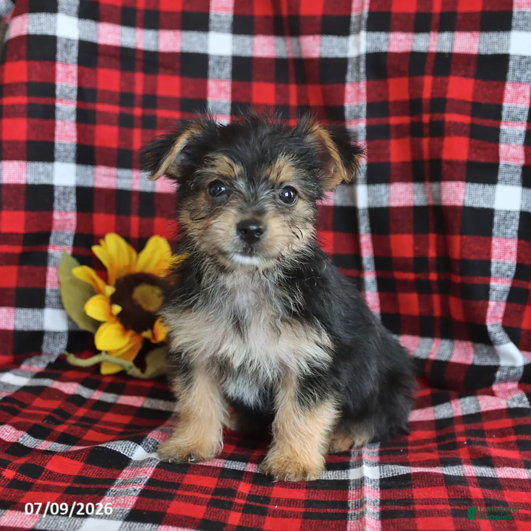 Morkie dogs for sale: Pepsi - Ad 1