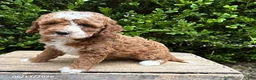 Cockapoo dogs for sale: Zeke - Ad 2