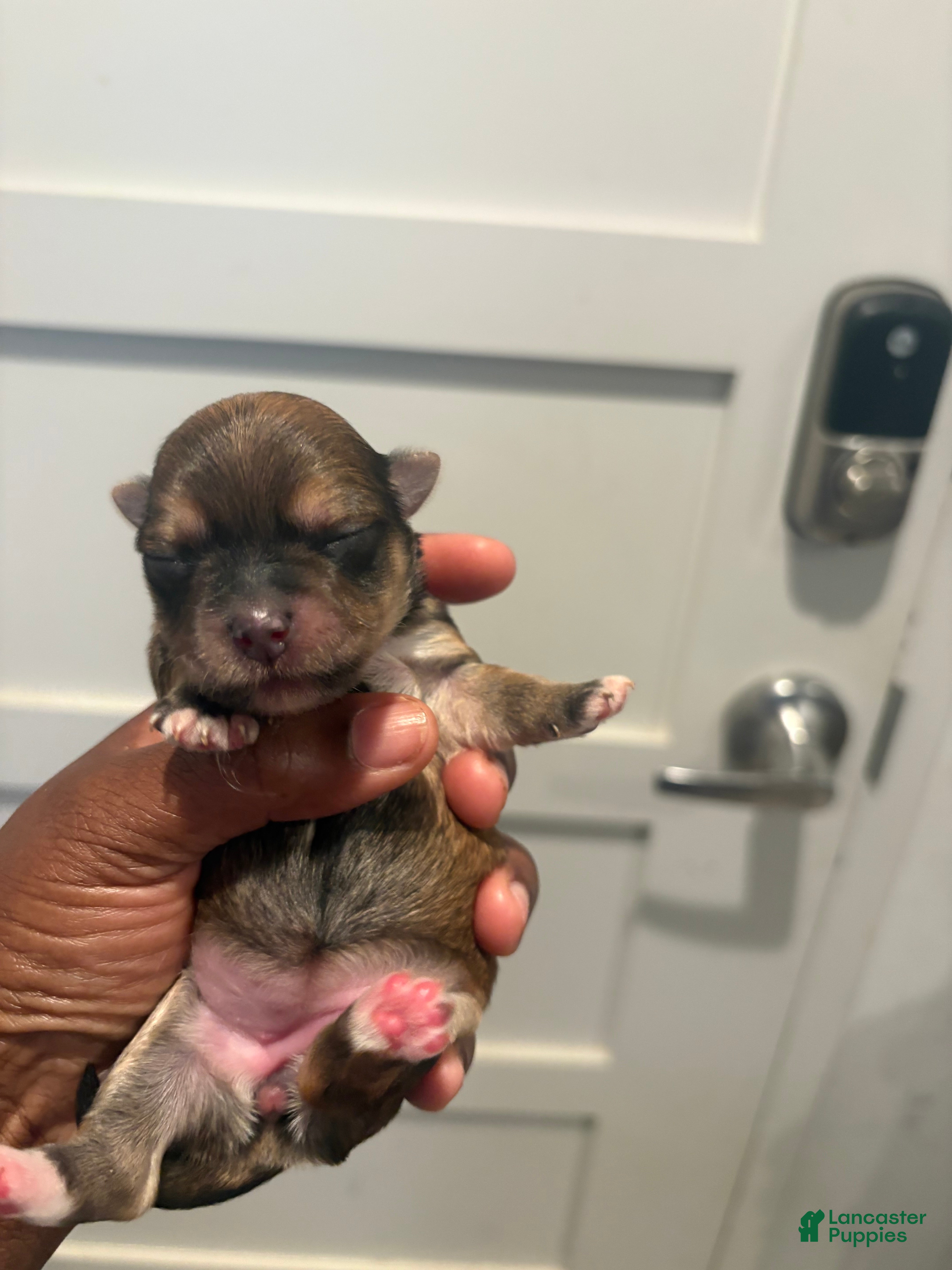 Morkie dogs Dior Ja dore  - Ad 1