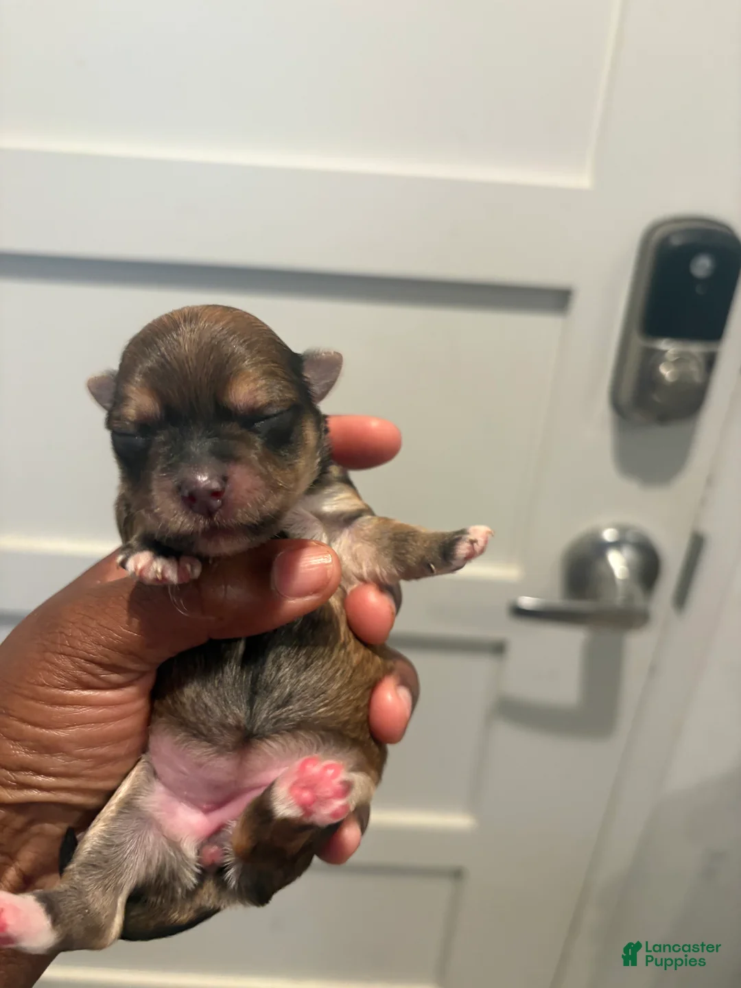Morkie dogs for sale: Dior Ja dore  - Ad 1
