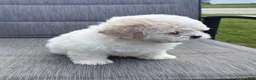Teddy Bear dogs for sale: Buttercream  - Ad 5