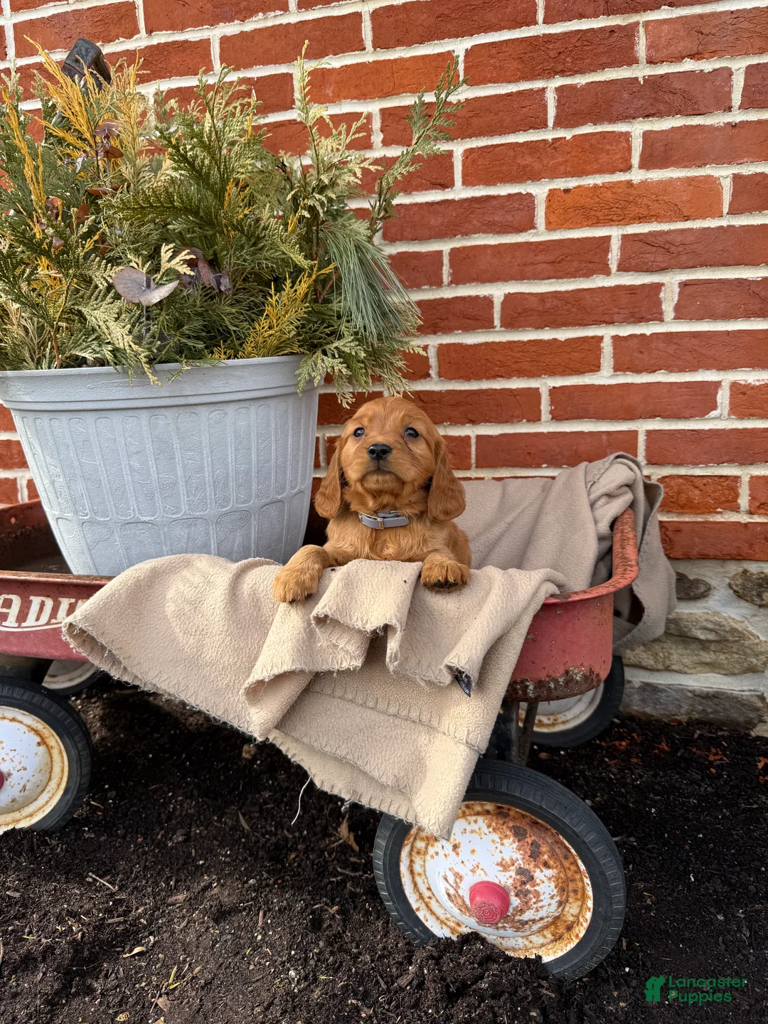 Miniature Golden Retriever dogs for sale: Miniature Golden Retriever Puppy 3 - Ad 5