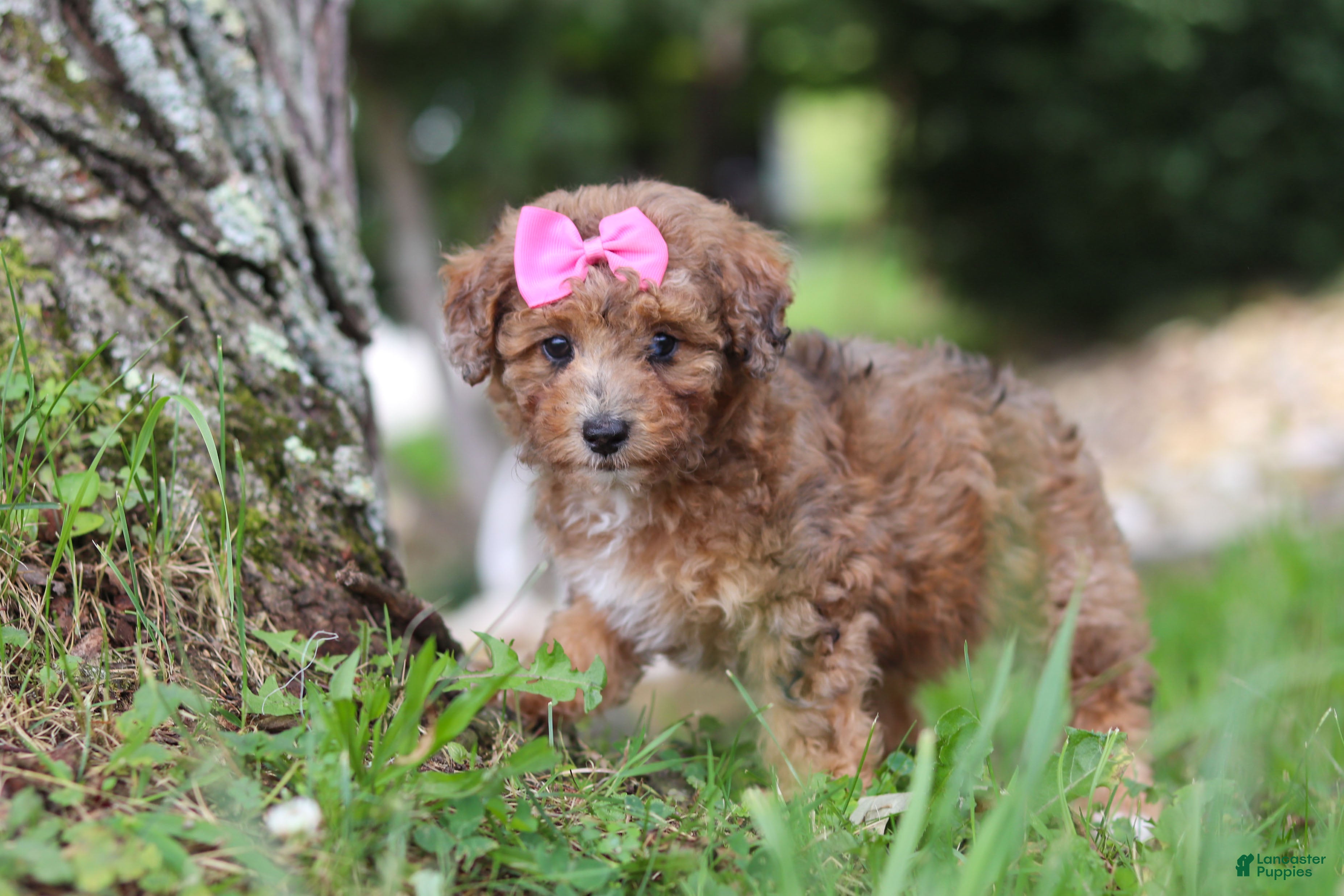 Miniature Poodle dogs Mocha - Ad 2