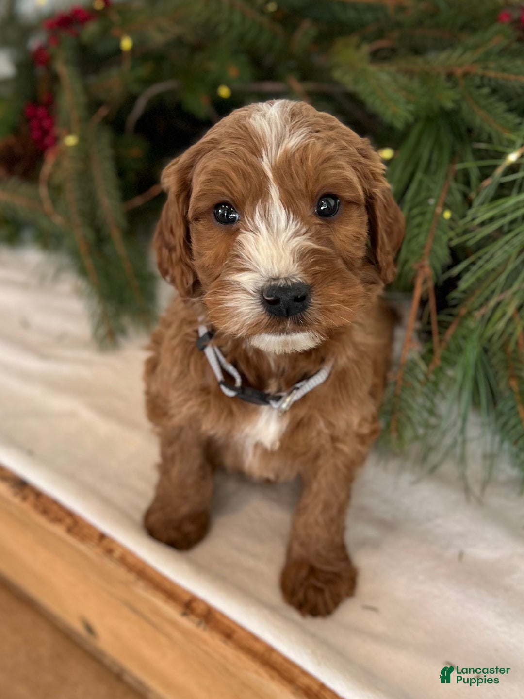 Irish Doodle dogs for sale: Asher - Ad 25