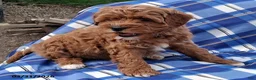 Mini Goldendoodle dogs for sale: Hazel - Ad 2