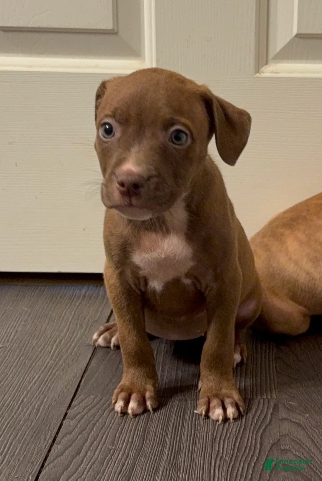 American Bully dogs for sale: American Bully 8 - Ad 2