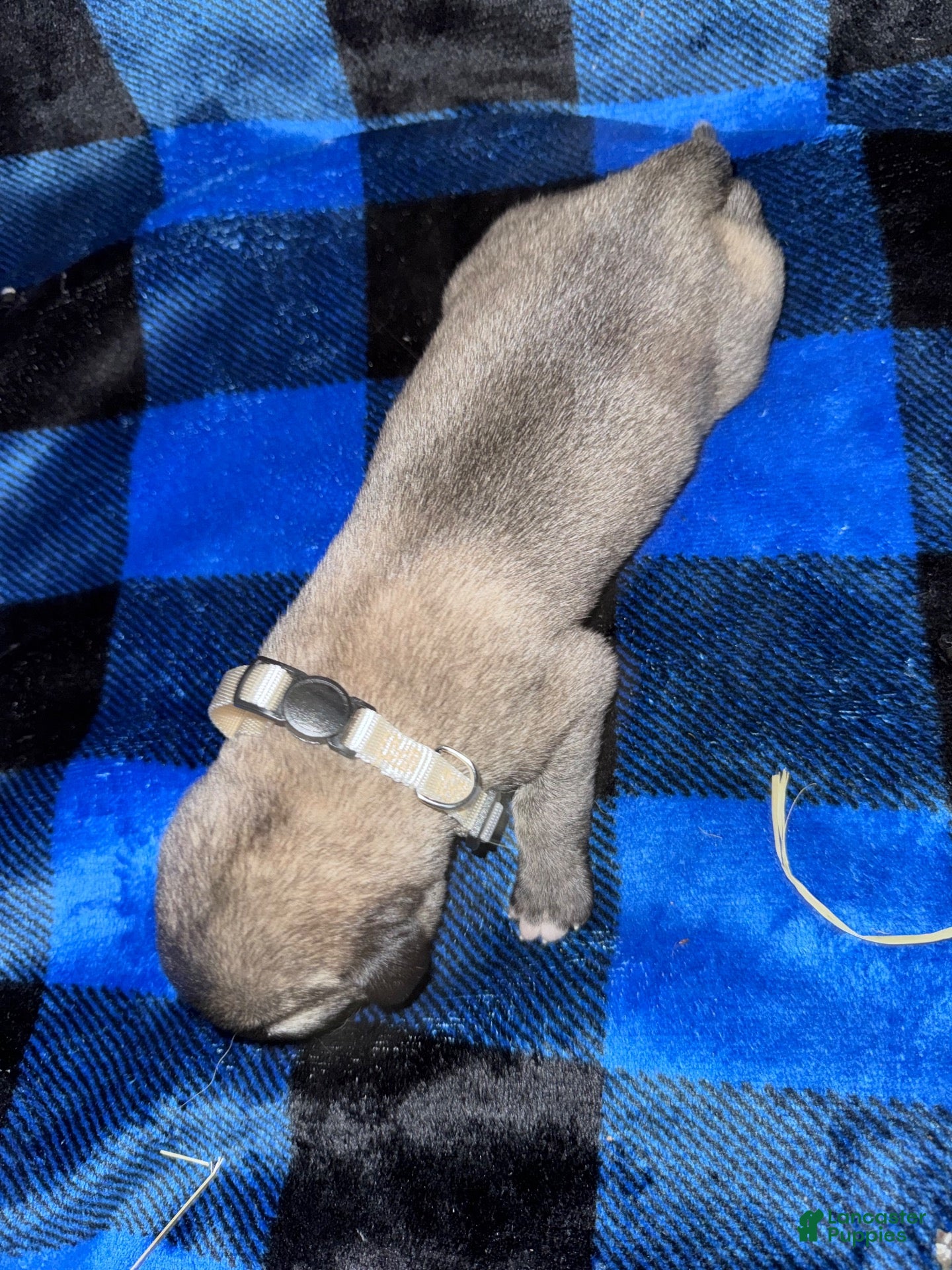 Mixed Breed dogs Anatolian/ Kangal- White - Ad 1