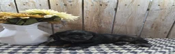 Cocker Spaniel dogs for sale: Tramp - Ad 3