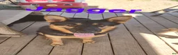 German Shepherd dogs for sale: German Shepherd 6 Red - Ad 2
