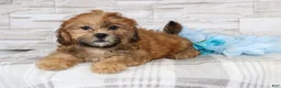 Shihpoo dogs for sale: Clement  - Ad 3