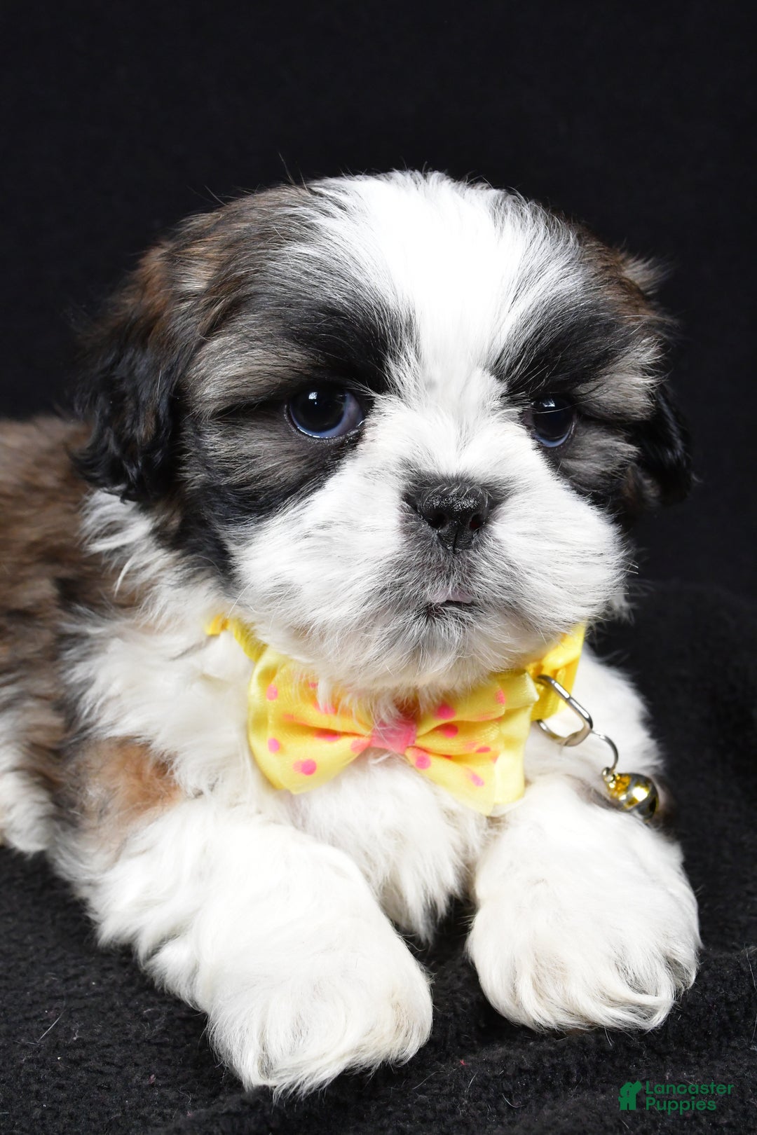 Shih Tzu dogs for sale: Harlan - Ad 3