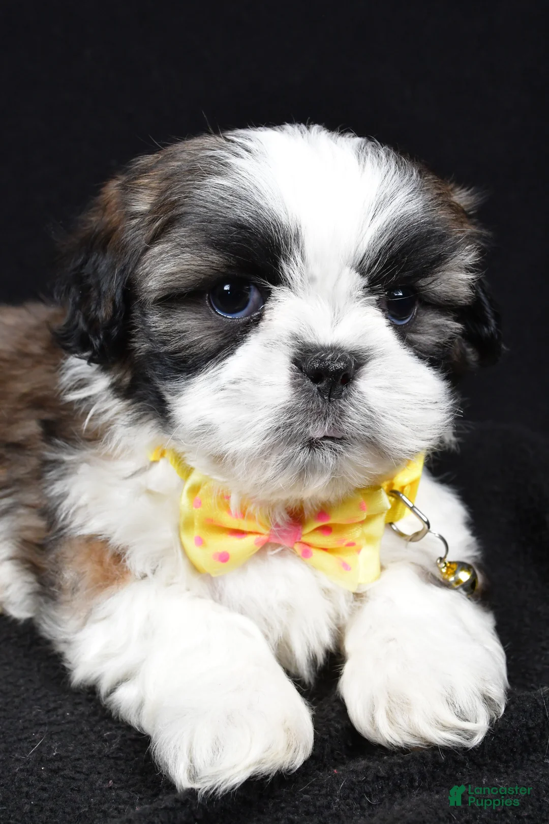Shih Tzu dogs for sale: Harlan - Ad 3