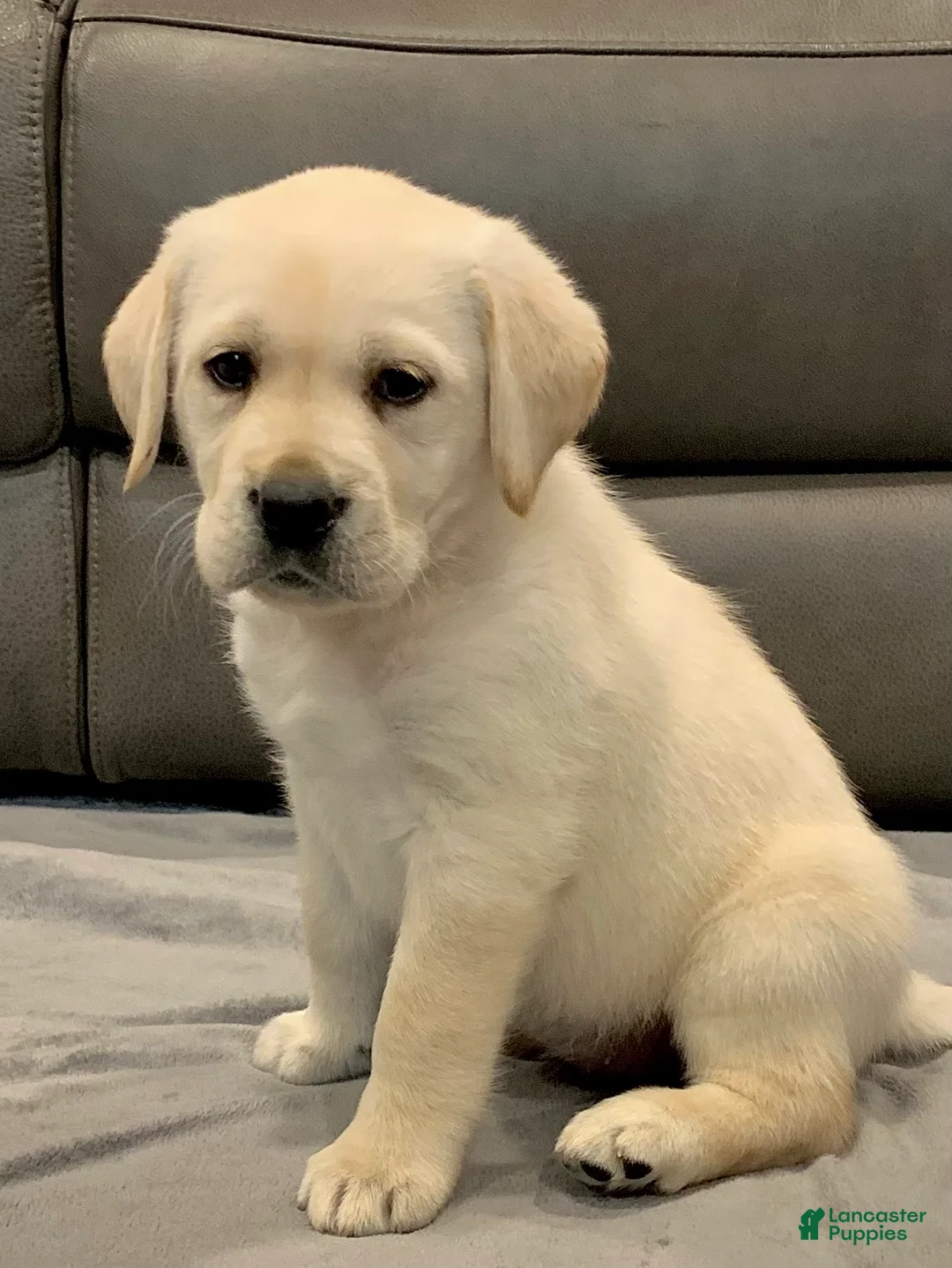 Labrador Retriever dogs for sale: Juliet - Ad 4