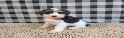 Miniature Schnauzer dogs for sale: Sidney - Ad 4
